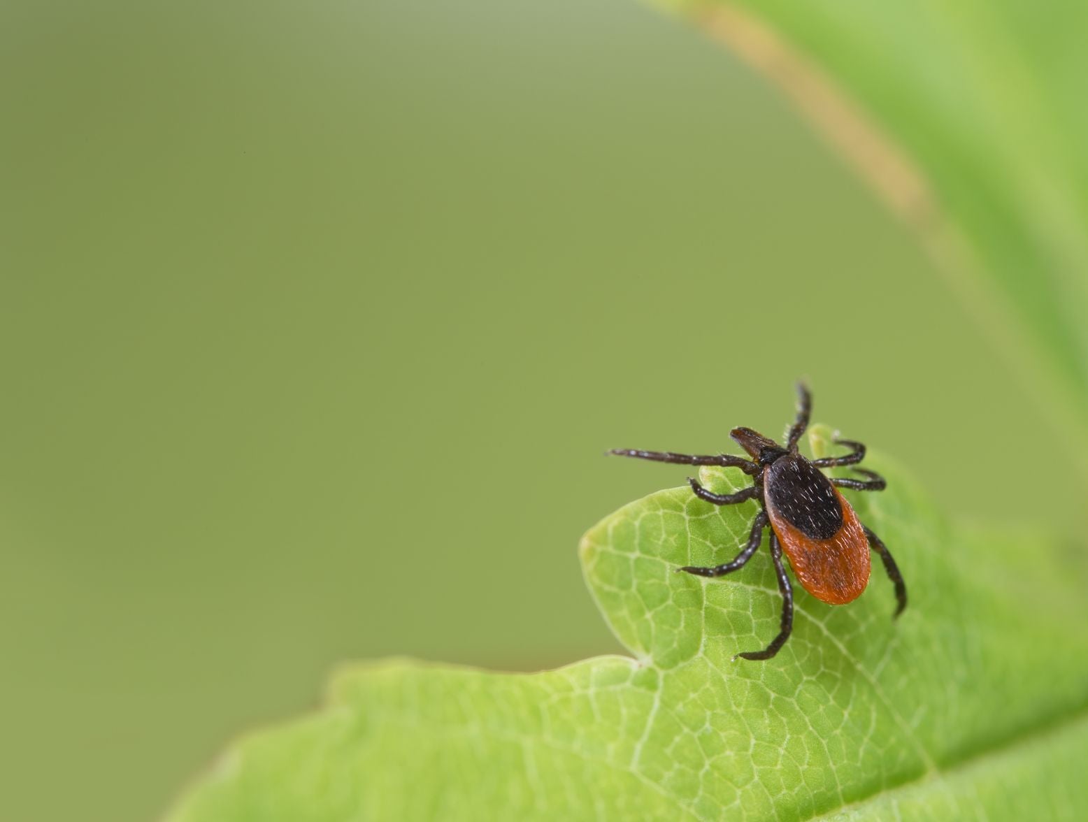 Tick Season Will Be Extra Brutal - How to Protect Yourself - Backstage ...